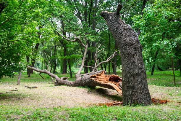 Best Tree Risk Assessment  in Northeast Ithaca, NY