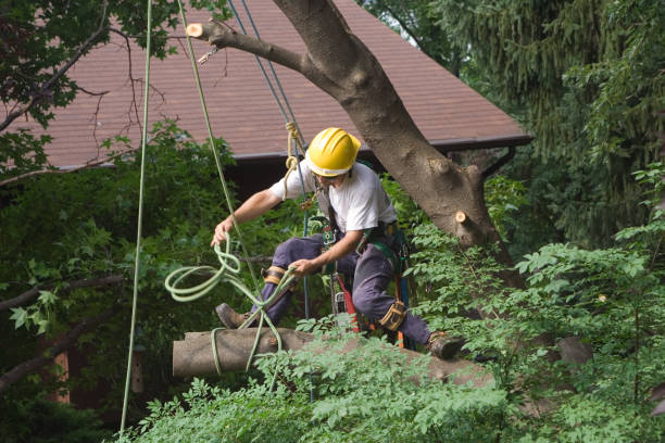 Best Tree Trimming and Pruning  in Northeast Ithaca, NY